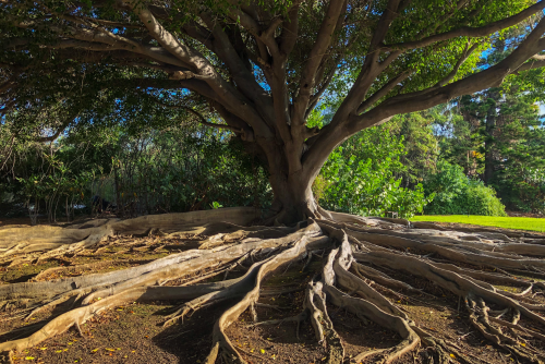 An image of a tree and its roots. Additional trees and the sky are in the background.