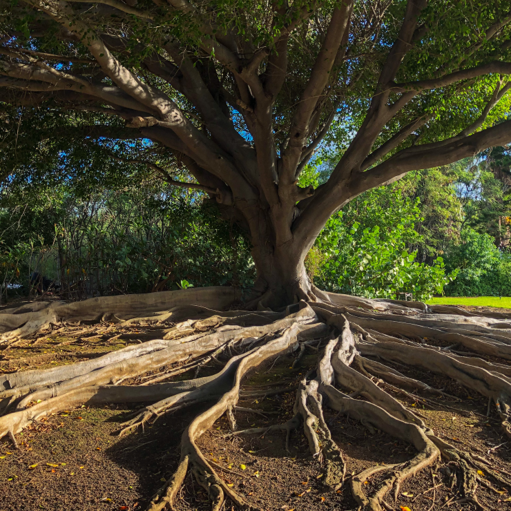 An image of a tree and its roots. Additional trees and the sky are in the background.